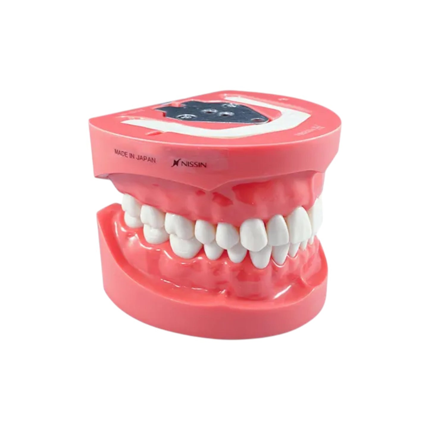 Kilgore PD12001-UL-SP-HM Dental Model