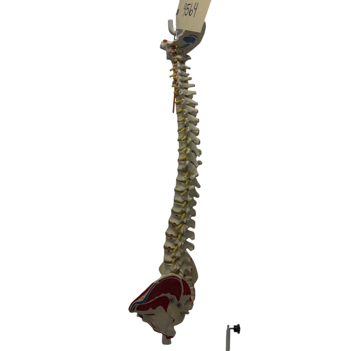 Spinal Cord Training Example on Stand