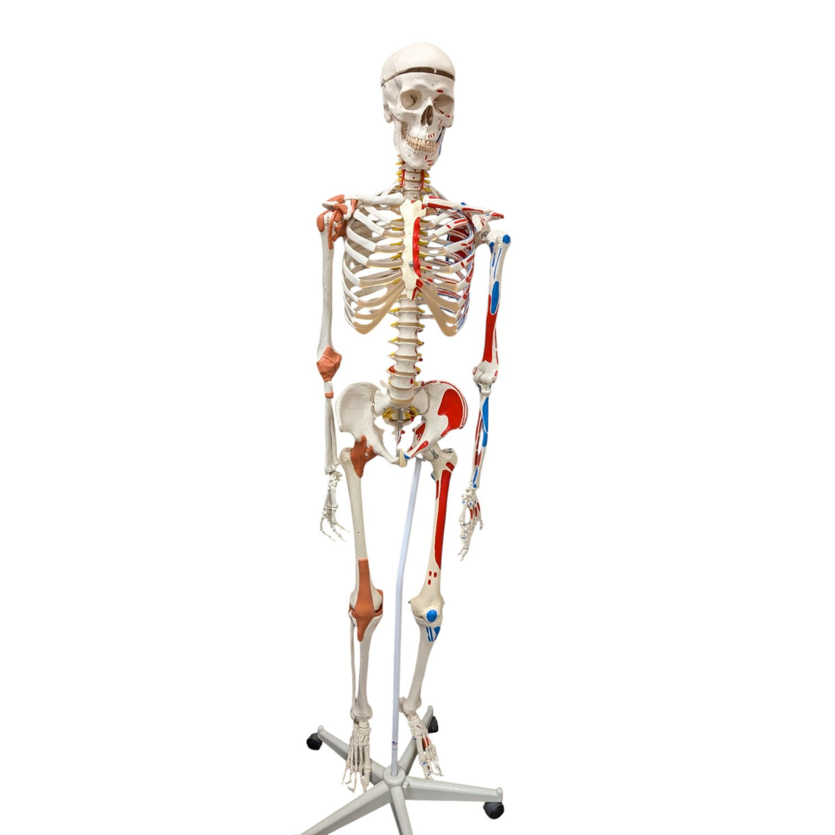 3B Scientific Sam the Super Skeleton Life-size Human Skeleton Anatomical Teaching Model