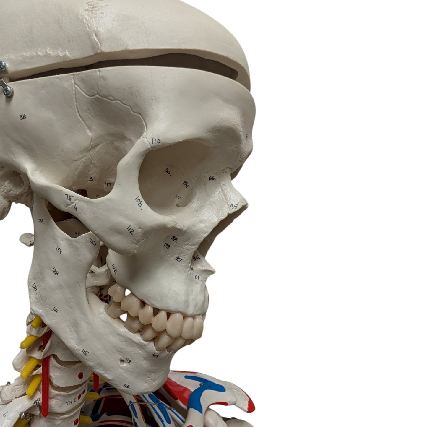 3B Scientific Sam the Super Skeleton Life-size Human Skeleton Anatomical Teaching Model