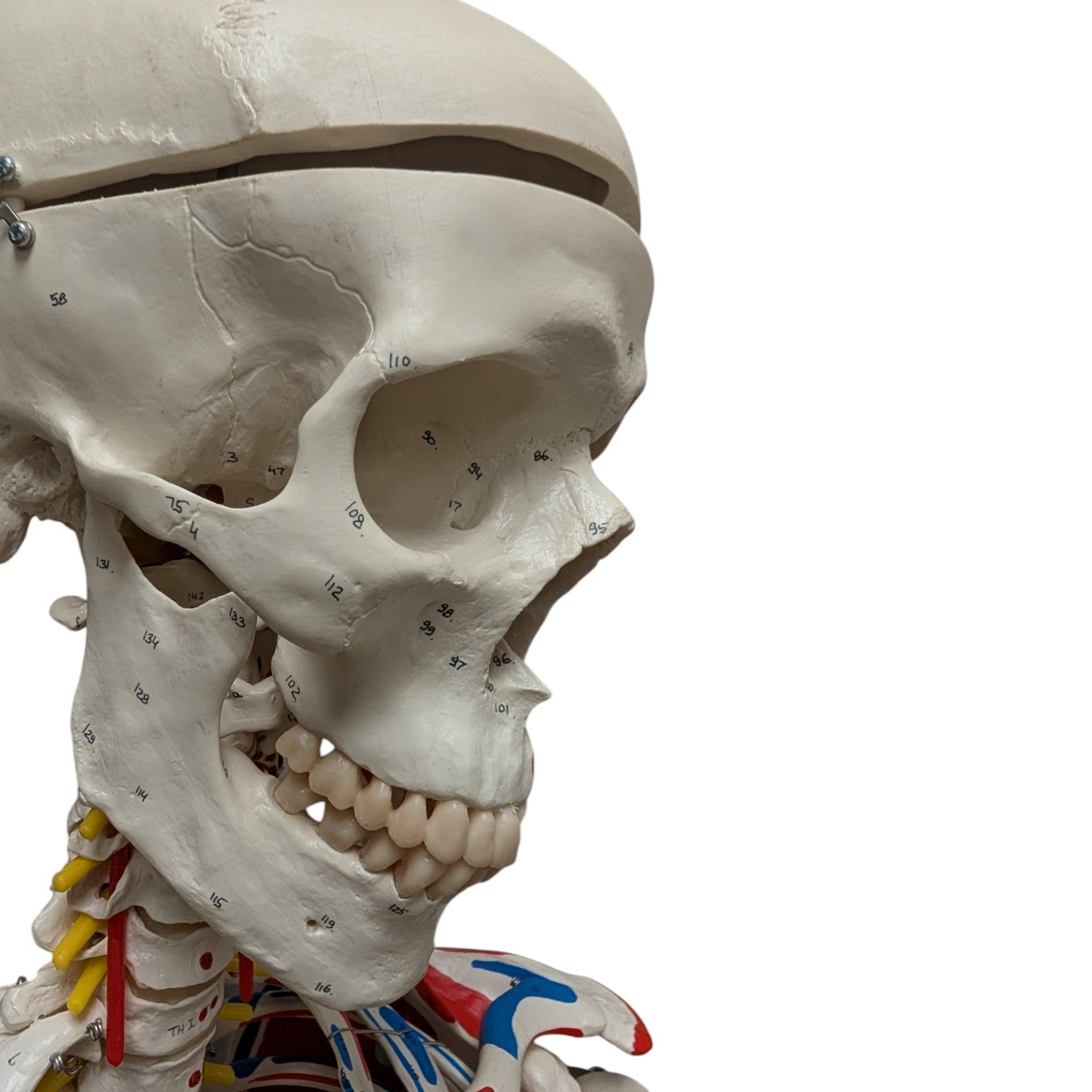 3B Scientific Sam the Super Skeleton Life-size Human Skeleton Anatomical Teaching Model