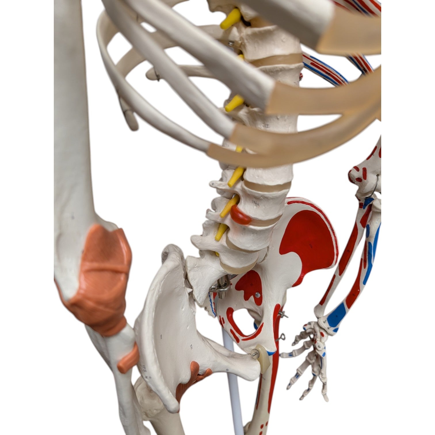 3B Scientific Sam the Super Skeleton Life-size Human Skeleton Anatomical Teaching Model
