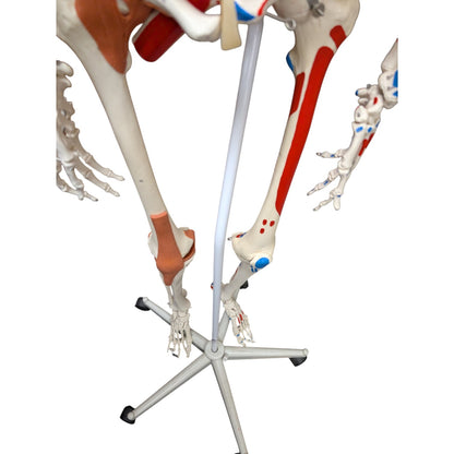 3B Scientific Sam the Super Skeleton Life-size Human Skeleton Anatomical Teaching Model