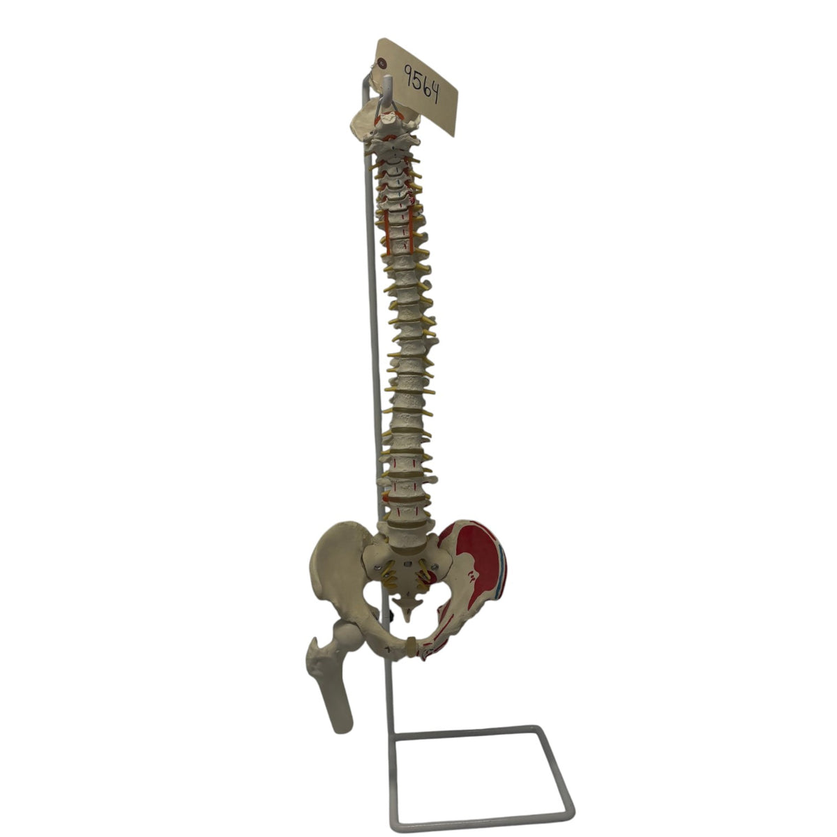 Spinal Cord Training Example on Stand