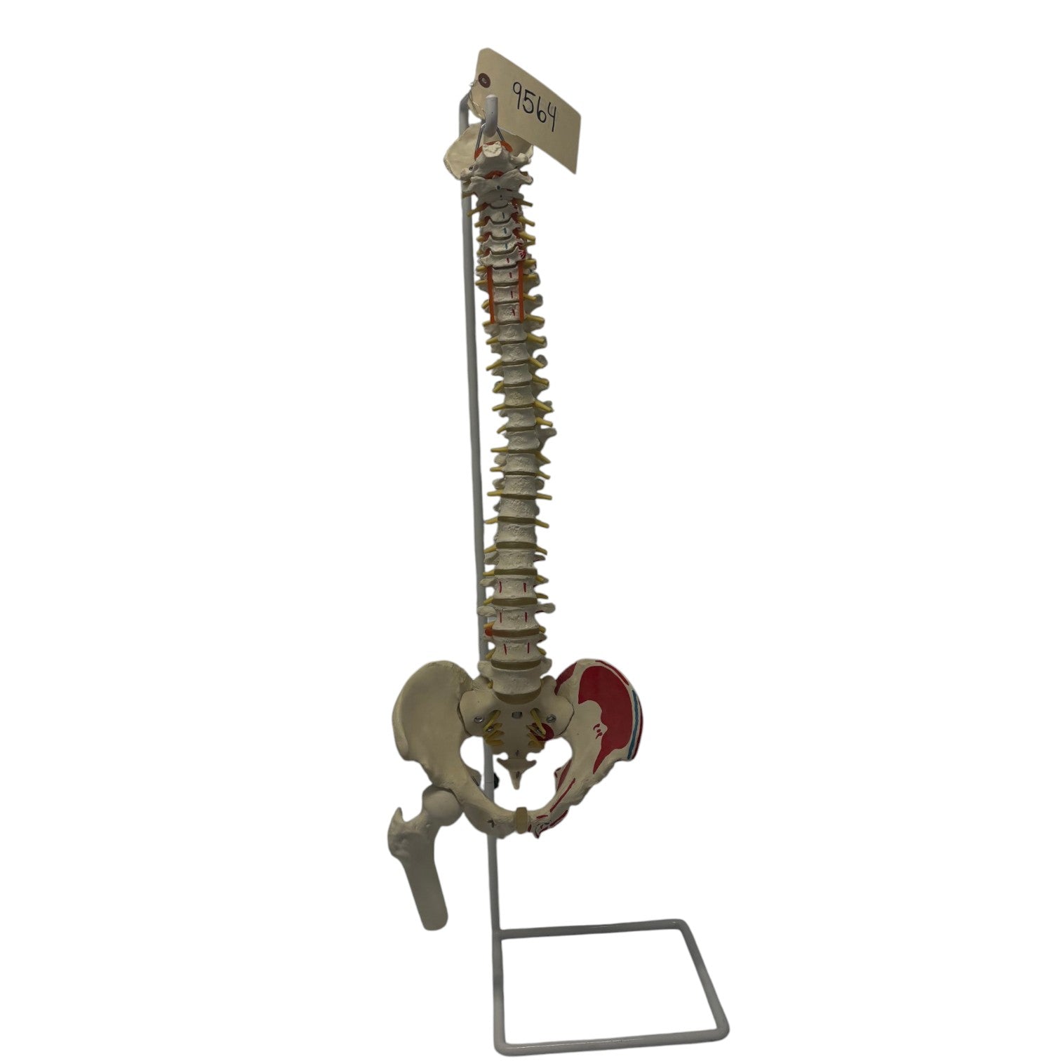 Spinal Cord Training Example on Stand