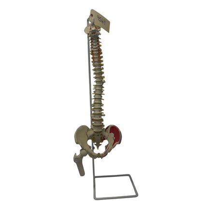 Spinal Cord Training Example on Stand