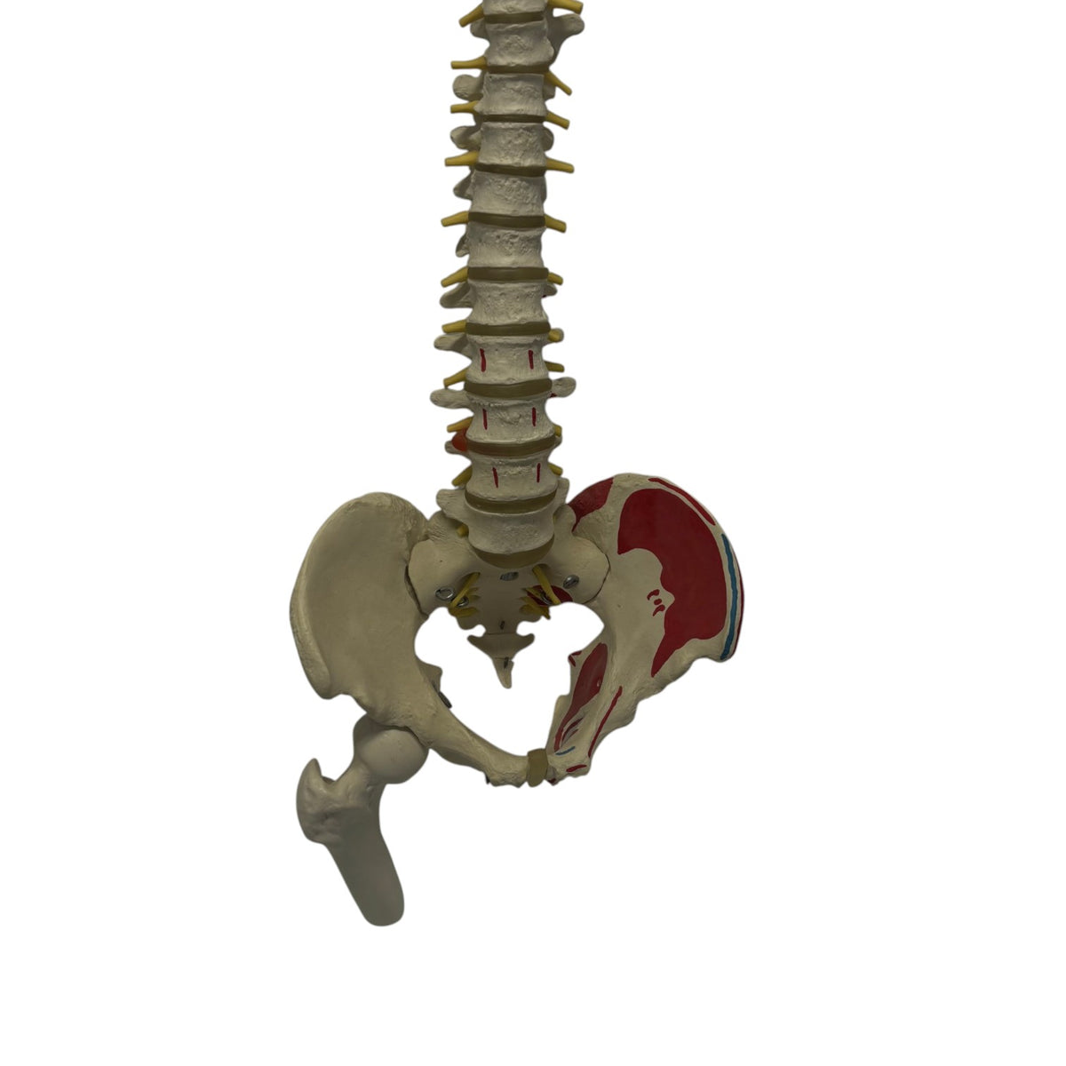 Spinal Cord Training Example on Stand