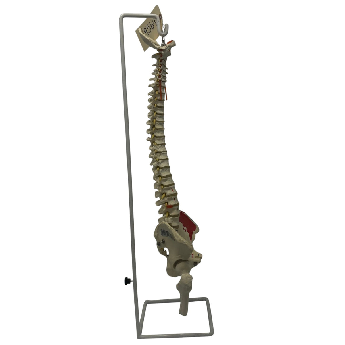 Spinal Cord Training Example on Stand