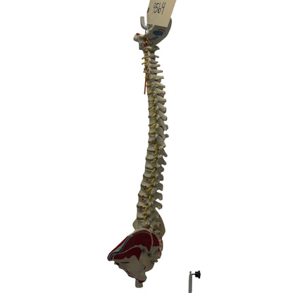 Spinal Cord Training Example on Stand